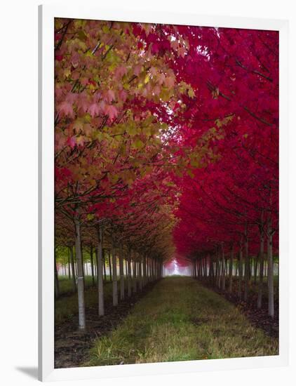 USA, Oregon, Forest Grove. A grove of trees in full autumn red.-Richard Duval-Framed Photographic Print