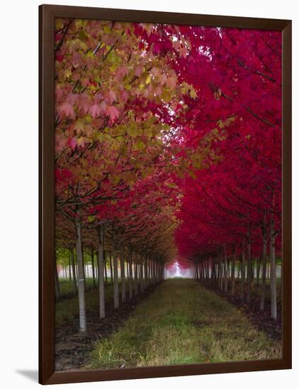 USA, Oregon, Forest Grove. A grove of trees in full autumn red.-Richard Duval-Framed Photographic Print