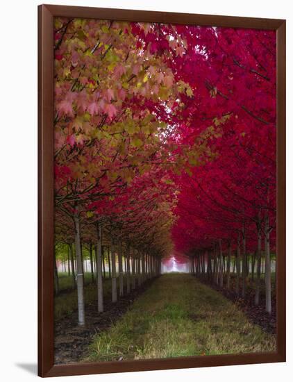 USA, Oregon, Forest Grove. A grove of trees in full autumn red.-Richard Duval-Framed Photographic Print