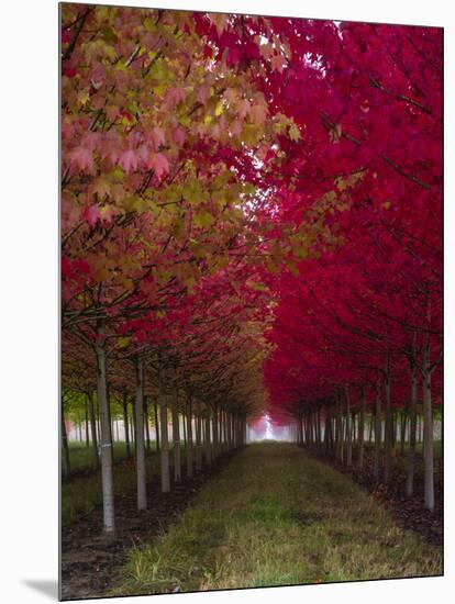 USA, Oregon, Forest Grove. A grove of trees in full autumn red.-Richard Duval-Mounted Photographic Print