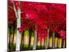 USA, Oregon, Forest Grove. A grove of trees in full autumn red.-Richard Duval-Mounted Photographic Print