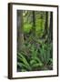 USA, Oregon. Forest Scenic-Steve Terrill-Framed Photographic Print