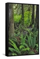 USA, Oregon. Forest Scenic-Steve Terrill-Framed Stretched Canvas