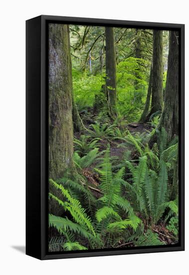 USA, Oregon. Forest Scenic-Steve Terrill-Framed Stretched Canvas