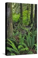 USA, Oregon. Forest Scenic-Steve Terrill-Stretched Canvas