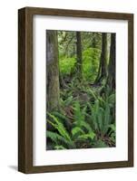 USA, Oregon. Forest Scenic-Steve Terrill-Framed Photographic Print