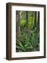 USA, Oregon. Forest Scenic-Steve Terrill-Framed Photographic Print