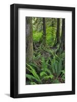 USA, Oregon. Forest Scenic-Steve Terrill-Framed Photographic Print