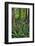 USA, Oregon. Forest Scenic-Steve Terrill-Framed Photographic Print