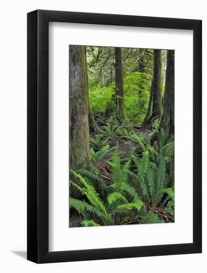 USA, Oregon. Forest Scenic-Steve Terrill-Framed Photographic Print