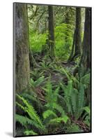 USA, Oregon. Forest Scenic-Steve Terrill-Mounted Photographic Print