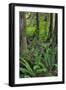 USA, Oregon. Forest Scenic-Steve Terrill-Framed Photographic Print