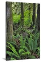 USA, Oregon. Forest Scenic-Steve Terrill-Stretched Canvas