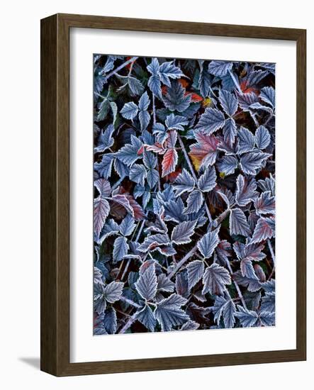 USA, Oregon. Frost on Wild Blackberry Bush-Steve Terrill-Framed Photographic Print