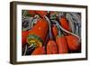 USA, Oregon, Garibaldi. Colorful Crab Pot Buoys-Jean Carter-Framed Photographic Print