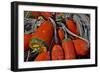 USA, Oregon, Garibaldi. Colorful Crab Pot Buoys-Jean Carter-Framed Photographic Print