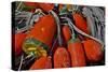 USA, Oregon, Garibaldi. Colorful Crab Pot Buoys-Jean Carter-Stretched Canvas
