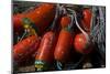 USA, Oregon, Garibaldi. Red and Green Crab Pot Buoys and Ropes-Jean Carter-Mounted Photographic Print