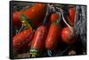 USA, Oregon, Garibaldi. Red and Green Crab Pot Buoys and Ropes-Jean Carter-Framed Stretched Canvas