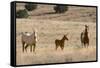 USA, Oregon, Harney County. Wild Horse on Blm-Managed Steens Mountain-Janis Miglavs-Framed Stretched Canvas