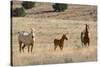 USA, Oregon, Harney County. Wild Horse on Blm-Managed Steens Mountain-Janis Miglavs-Stretched Canvas