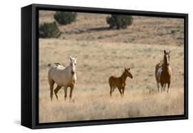USA, Oregon, Harney County. Wild Horse on Blm-Managed Steens Mountain-Janis Miglavs-Framed Stretched Canvas