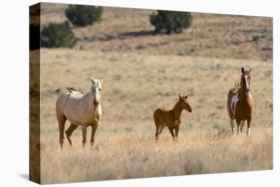 USA, Oregon, Harney County. Wild Horse on Blm-Managed Steens Mountain-Janis Miglavs-Stretched Canvas