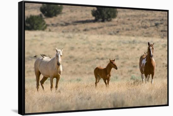 USA, Oregon, Harney County. Wild Horse on Blm-Managed Steens Mountain-Janis Miglavs-Framed Stretched Canvas