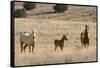 USA, Oregon, Harney County. Wild Horse on Blm-Managed Steens Mountain-Janis Miglavs-Framed Stretched Canvas