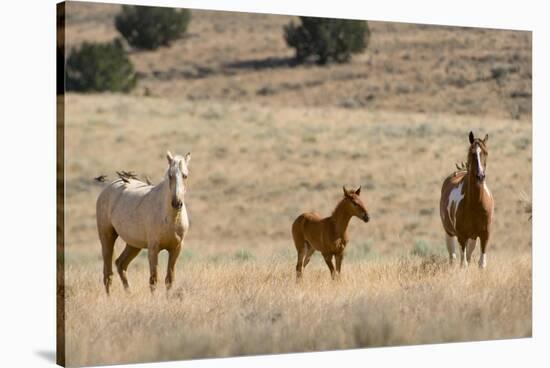 USA, Oregon, Harney County. Wild Horse on Blm-Managed Steens Mountain-Janis Miglavs-Stretched Canvas