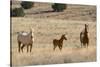 USA, Oregon, Harney County. Wild Horse on Blm-Managed Steens Mountain-Janis Miglavs-Stretched Canvas