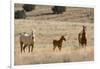 USA, Oregon, Harney County. Wild Horse on Blm-Managed Steens Mountain-Janis Miglavs-Framed Photographic Print