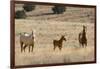 USA, Oregon, Harney County. Wild Horse on Blm-Managed Steens Mountain-Janis Miglavs-Framed Photographic Print