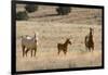 USA, Oregon, Harney County. Wild Horse on Blm-Managed Steens Mountain-Janis Miglavs-Framed Photographic Print