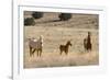 USA, Oregon, Harney County. Wild Horse on Blm-Managed Steens Mountain-Janis Miglavs-Framed Photographic Print