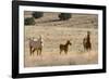 USA, Oregon, Harney County. Wild Horse on Blm-Managed Steens Mountain-Janis Miglavs-Framed Photographic Print