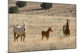 USA, Oregon, Harney County. Wild Horse on Blm-Managed Steens Mountain-Janis Miglavs-Mounted Photographic Print