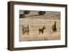 USA, Oregon, Harney County. Wild Horse on Blm-Managed Steens Mountain-Janis Miglavs-Framed Photographic Print
