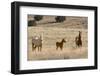 USA, Oregon, Harney County. Wild Horse on Blm-Managed Steens Mountain-Janis Miglavs-Framed Photographic Print