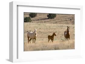 USA, Oregon, Harney County. Wild Horse on Blm-Managed Steens Mountain-Janis Miglavs-Framed Photographic Print
