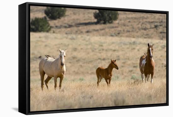 USA, Oregon, Harney County. Wild Horse on Blm-Managed Steens Mountain-Janis Miglavs-Framed Stretched Canvas