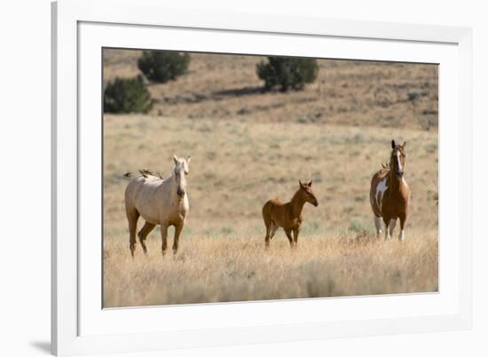 USA, Oregon, Harney County. Wild Horse on Blm-Managed Steens Mountain-Janis Miglavs-Framed Photographic Print