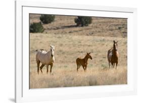 USA, Oregon, Harney County. Wild Horse on Blm-Managed Steens Mountain-Janis Miglavs-Framed Photographic Print