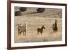 USA, Oregon, Harney County. Wild Horse on Blm-Managed Steens Mountain-Janis Miglavs-Framed Photographic Print