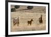 USA, Oregon, Harney County. Wild Horse on Blm-Managed Steens Mountain-Janis Miglavs-Framed Photographic Print