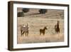 USA, Oregon, Harney County. Wild Horse on Blm-Managed Steens Mountain-Janis Miglavs-Framed Photographic Print