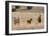 USA, Oregon, Harney County. Wild Horse on Blm-Managed Steens Mountain-Janis Miglavs-Framed Photographic Print