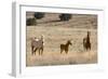 USA, Oregon, Harney County. Wild Horse on Blm-Managed Steens Mountain-Janis Miglavs-Framed Photographic Print