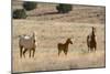 USA, Oregon, Harney County. Wild Horse on Blm-Managed Steens Mountain-Janis Miglavs-Mounted Photographic Print