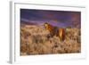 USA, Oregon, Harney County. Wild Horse on Steens Mountain-Janis Miglavs-Framed Photographic Print
